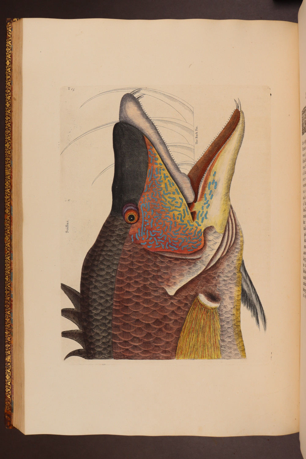 Plate 15